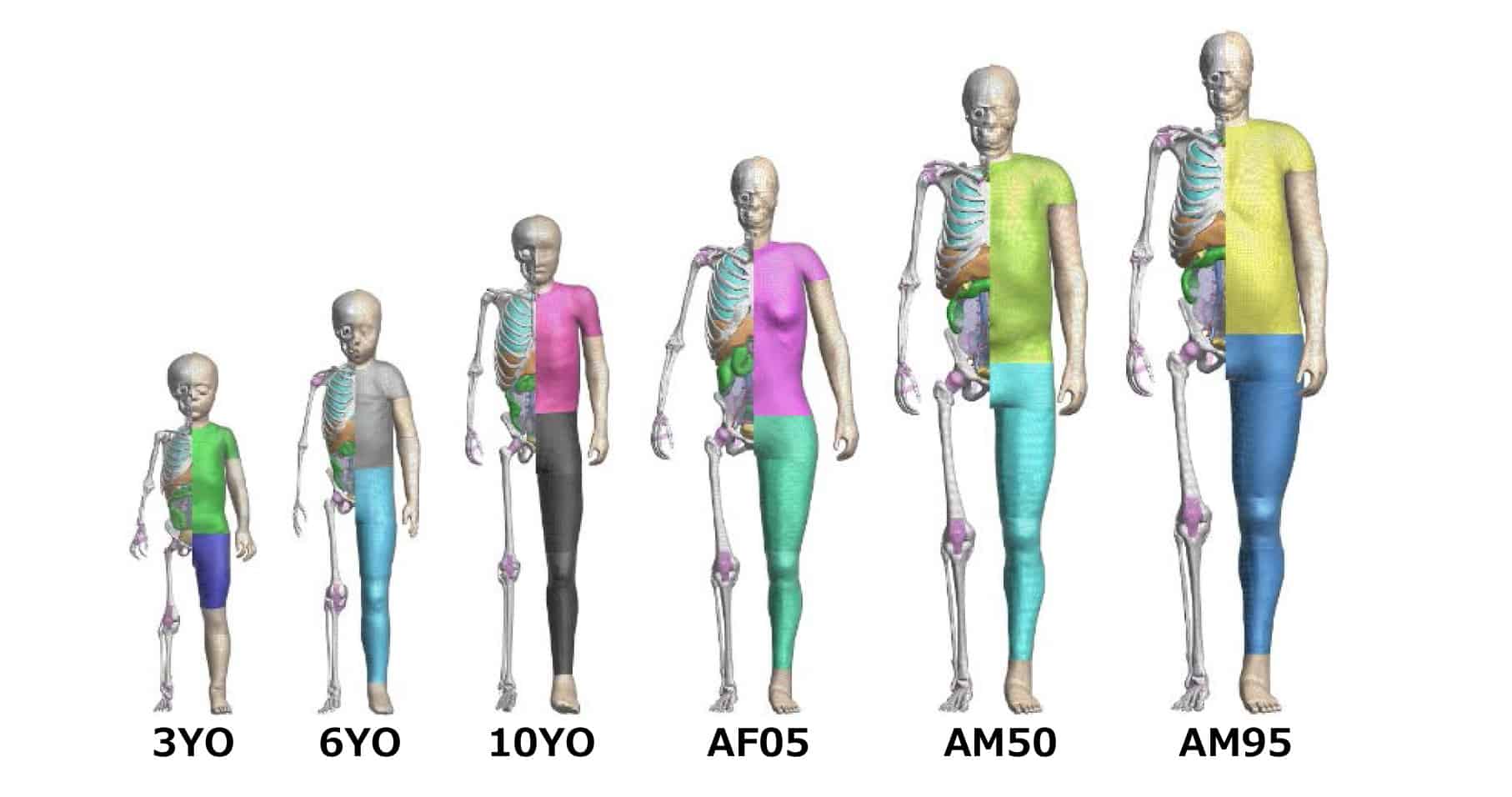 Toyota Offers Free Access To Thums Virtual Human Body Model Software