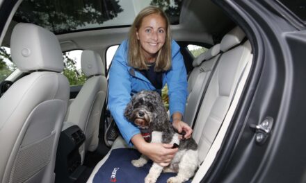 Carzone marks International Dogs Day with top tips for driving safely with your dog.